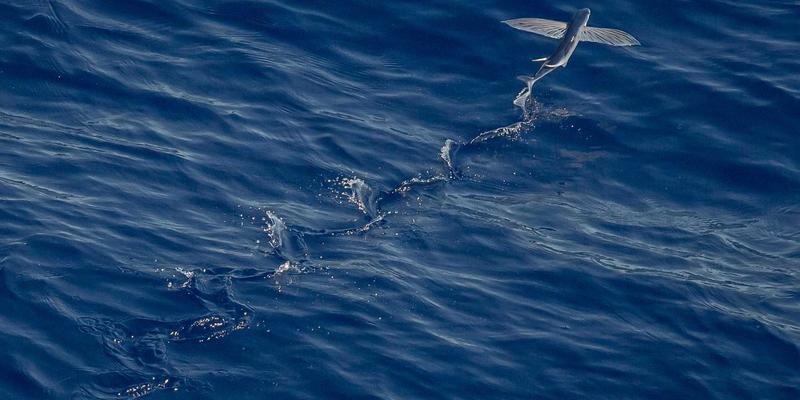 从零到一掌握UI/UX设计：Figma入门与高保真原型制作全流程电脑培训