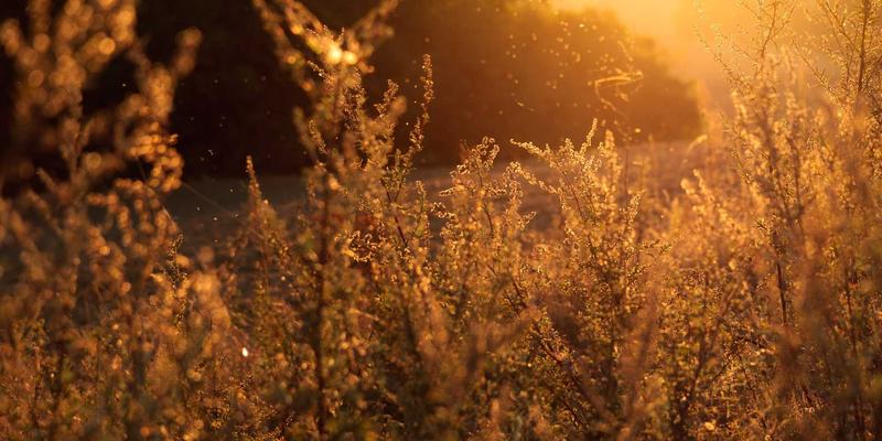 电脑培训最佳实践：融合网络技术与职业技能的IT教育新路径